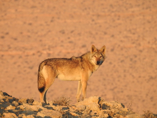 Gray Wolf