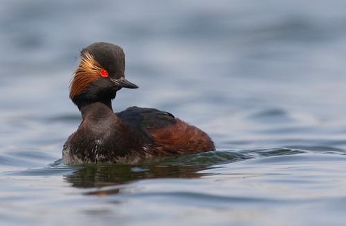 Eared Grebe