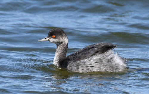 Eared Grebe