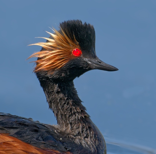 Eared Grebe