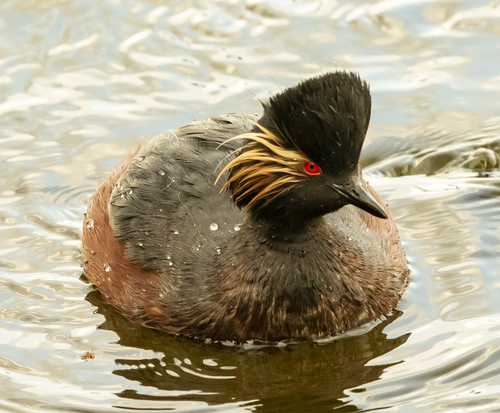 Eared Grebe
