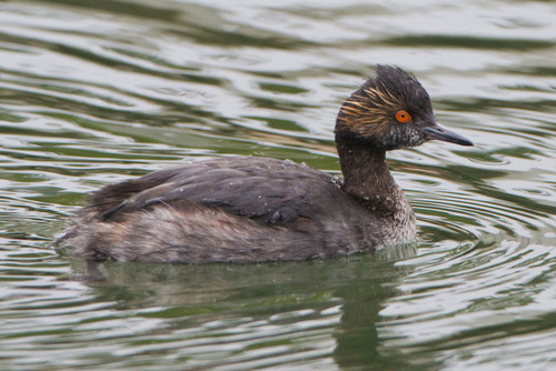 Eared Grebe