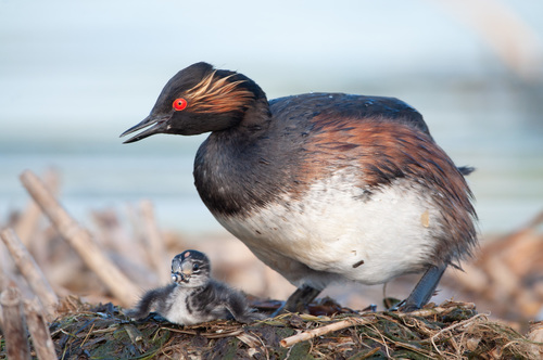 Eared Grebe