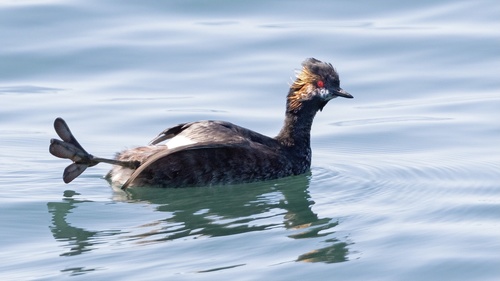 Eared Grebe