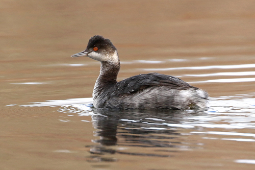 Eared Grebe
