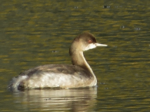 Eared Grebe