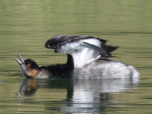 Eared Grebe