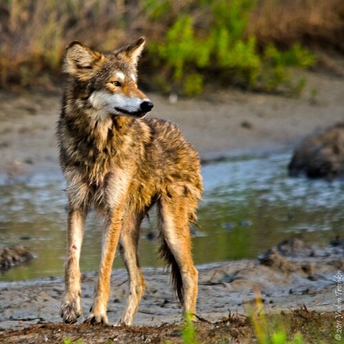 Coyote