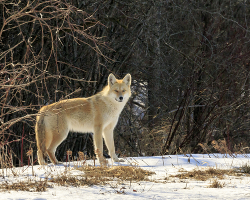 Coyote