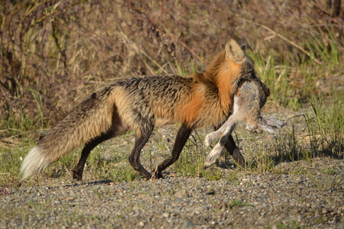 Red Fox