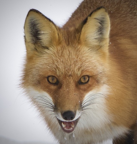 Red Fox