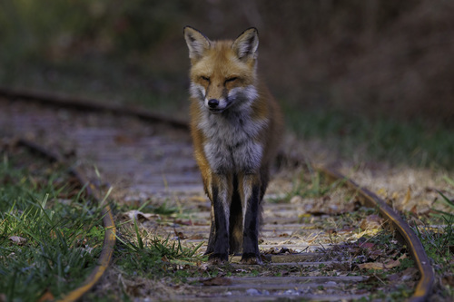 Red Fox