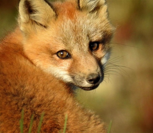 Red Fox