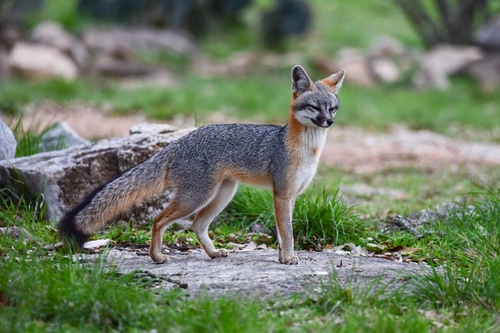 Gray Fox