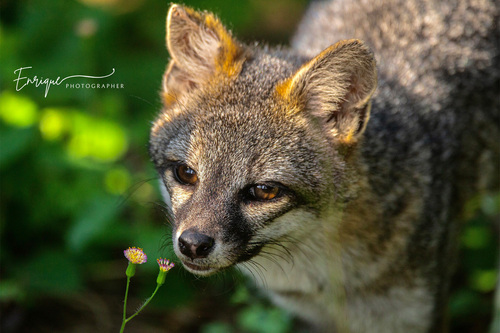 Gray Fox