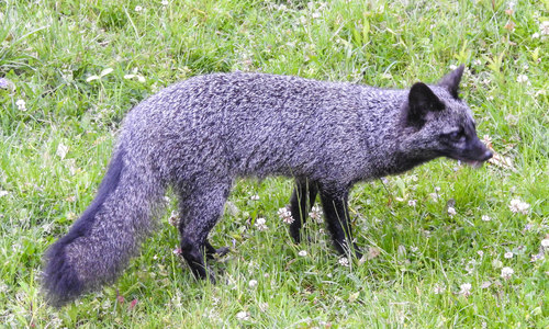 Gray Fox