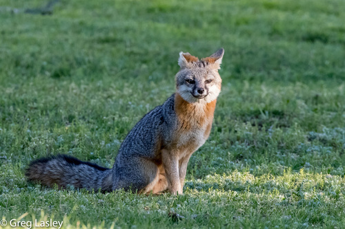 Gray Fox