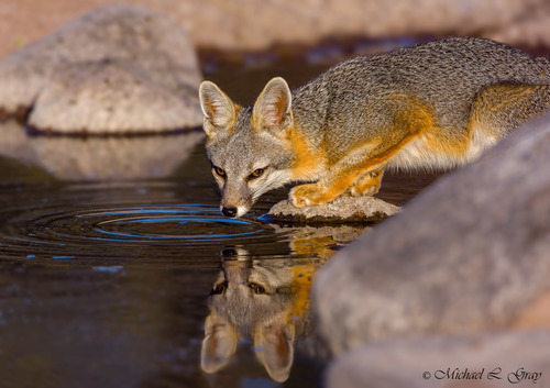 Gray Fox
