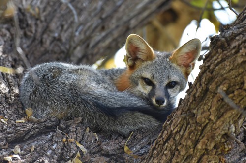Gray Fox