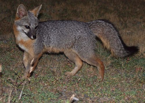 Gray Fox