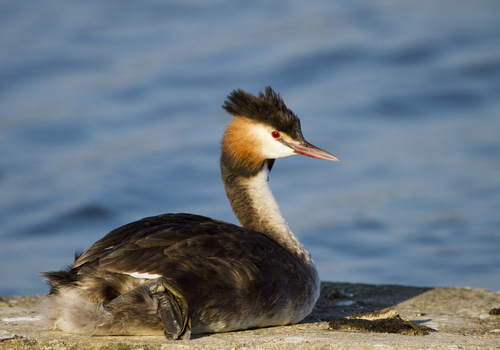 Great Crested Grebe