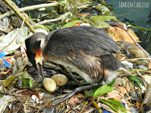 Great Crested Grebe