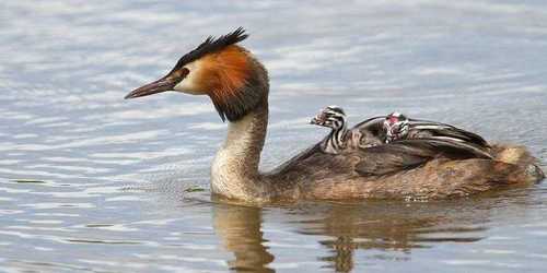 Great Crested Grebe