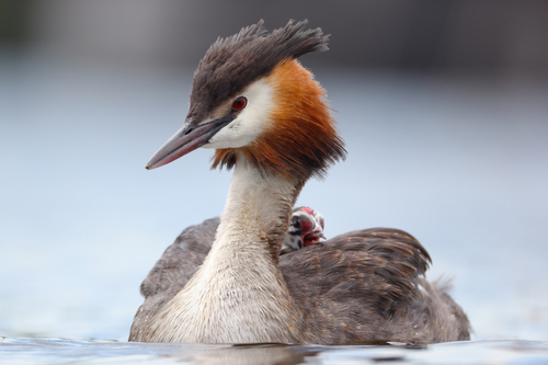 Great Crested Grebe