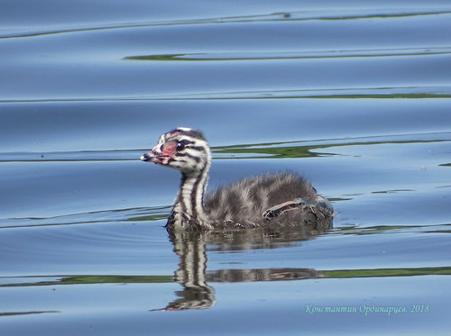 Great Crested Grebe