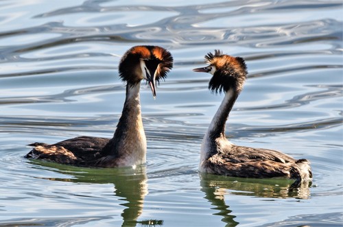 Great Crested Grebe