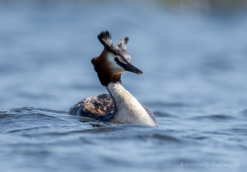 Great Crested Grebe