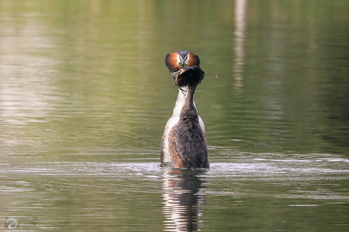 Great Crested Grebe
