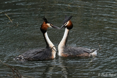 Great Crested Grebe