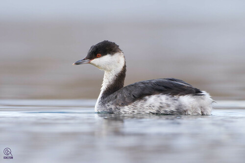Horned Grebe