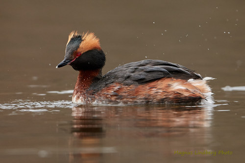 Horned Grebe