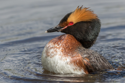 Horned Grebe