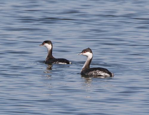 Horned Grebe