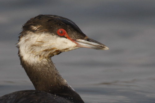 Horned Grebe