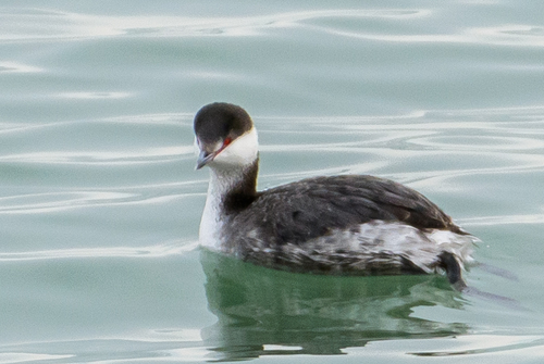 Horned Grebe