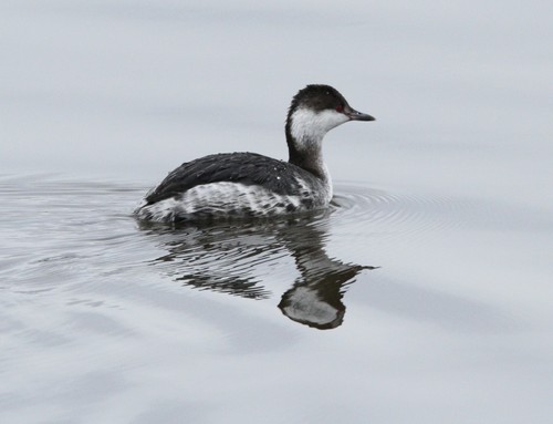 Horned Grebe