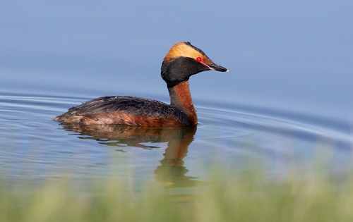 Horned Grebe