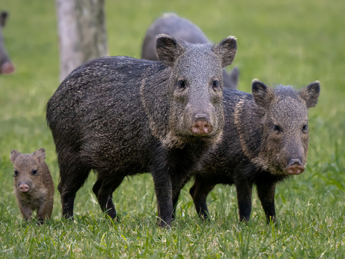 Collared Peccary
