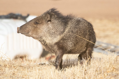 Collared Peccary