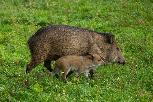 Collared Peccary