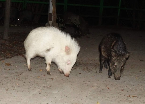 Collared Peccary