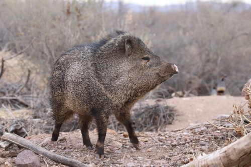 Collared Peccary