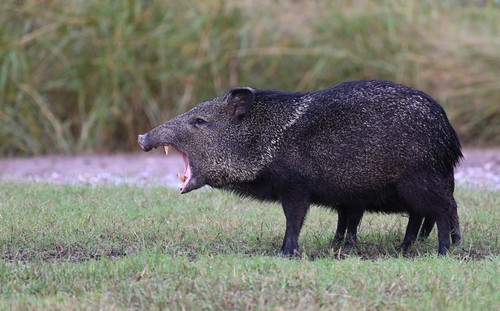 Collared Peccary