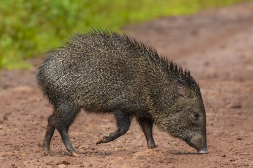 Collared Peccary