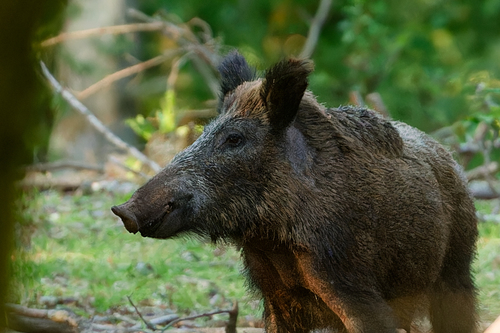 Wild Boar