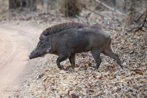 Wild Boar